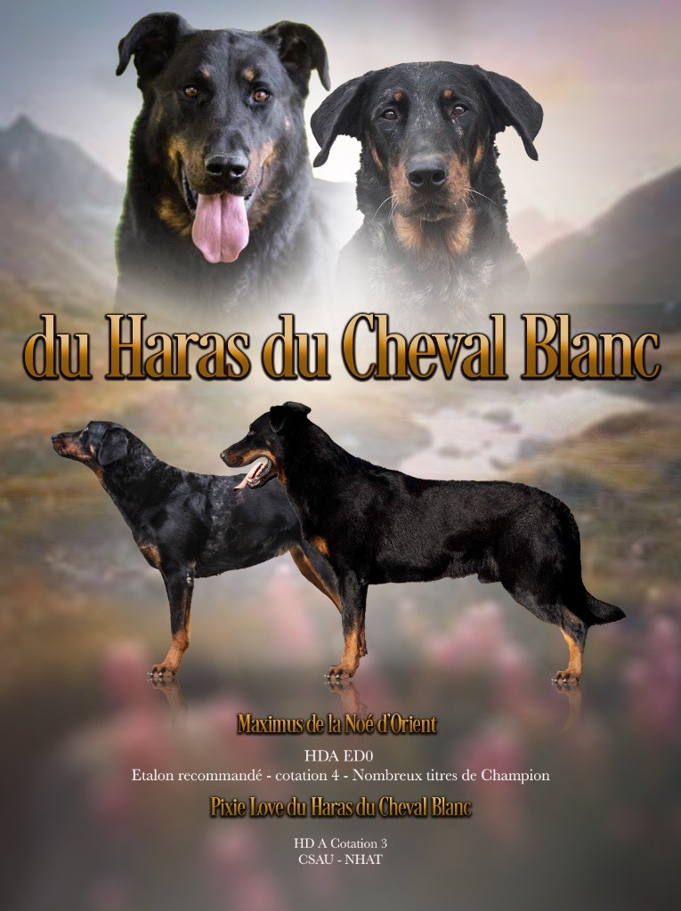 Du Haras Du Cheval Blanc - Naissance des babys le 16 mars 