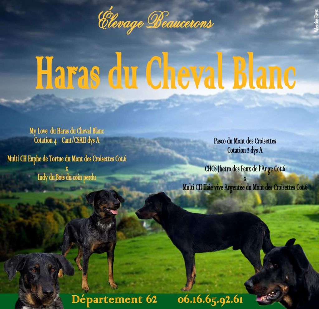 Du Haras Du Cheval Blanc - Babys My Love et Pasco 