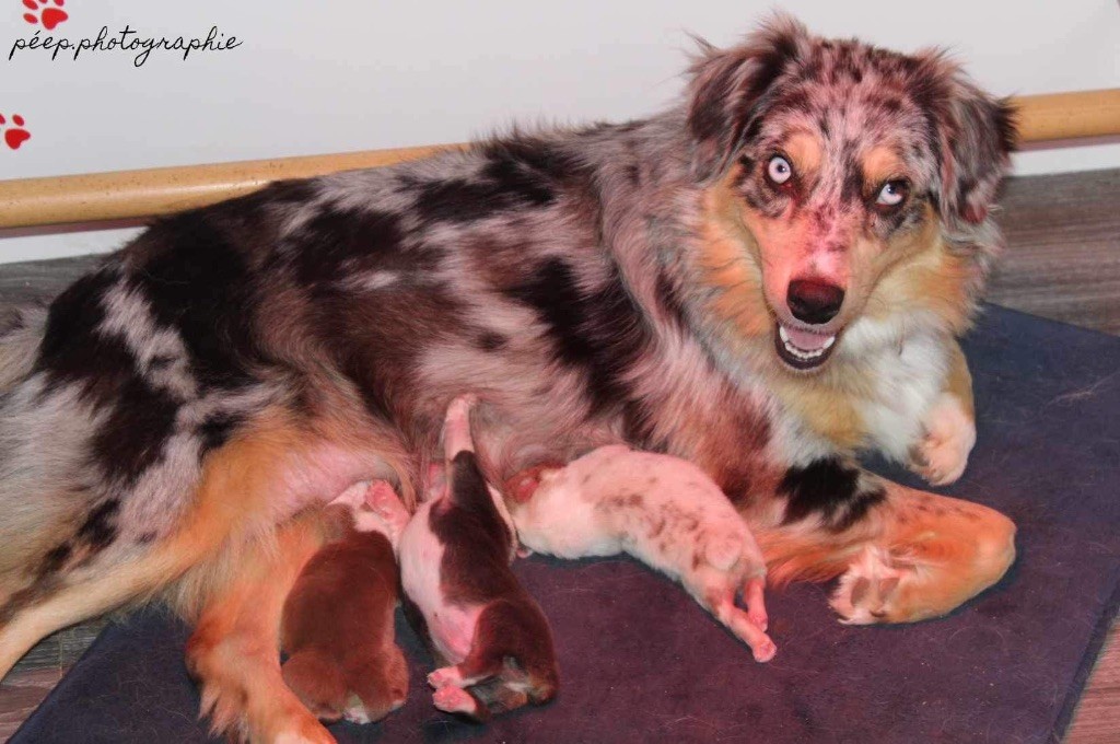 chiot Berger Australien Du Haras Du Cheval Blanc