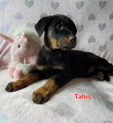 Tahïs 