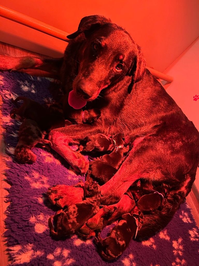 chiot Berger de Beauce Du Haras Du Cheval Blanc