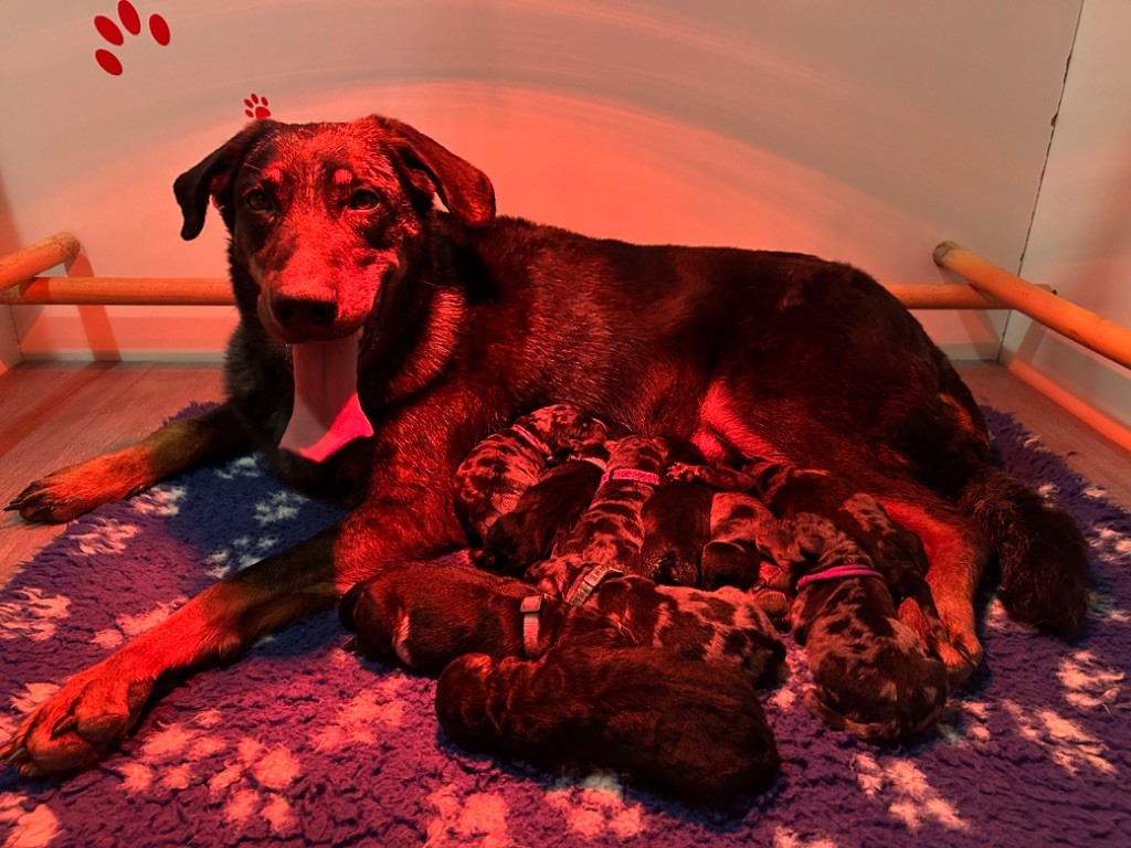 chiot Berger de Beauce Du Haras Du Cheval Blanc