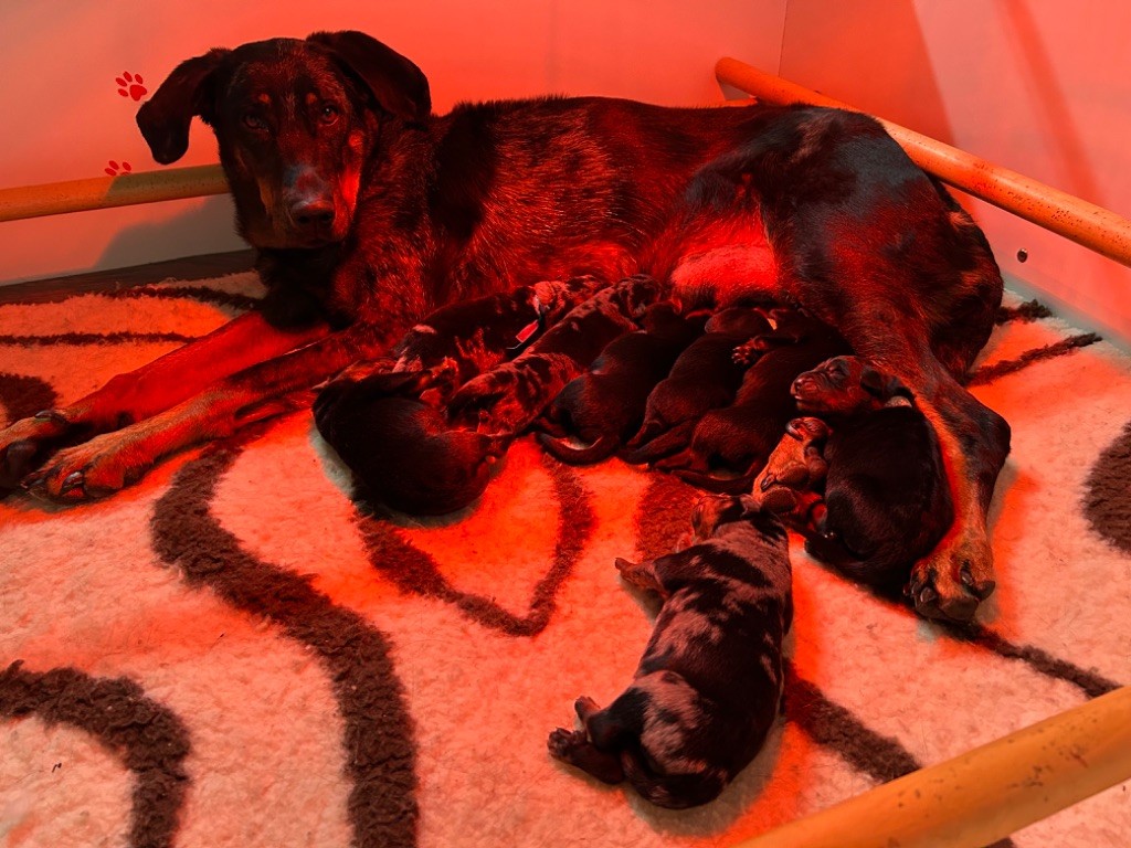 chiot Berger de Beauce Du Haras Du Cheval Blanc