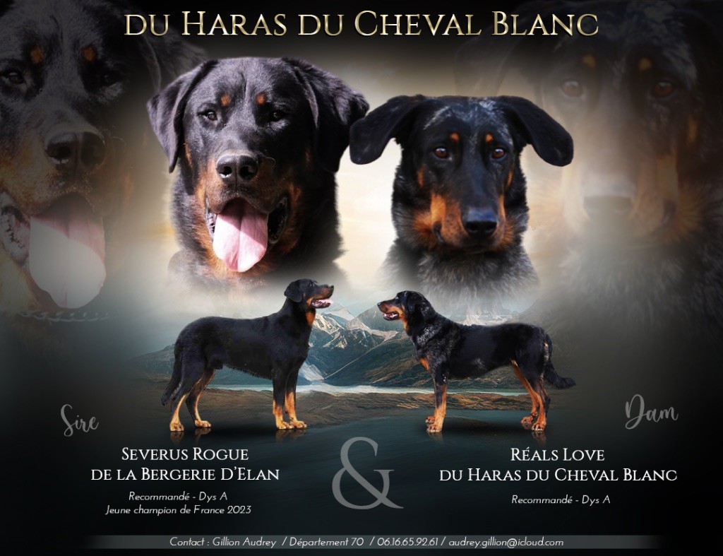 Du Haras Du Cheval Blanc - Réals Love & Severus Rogue 