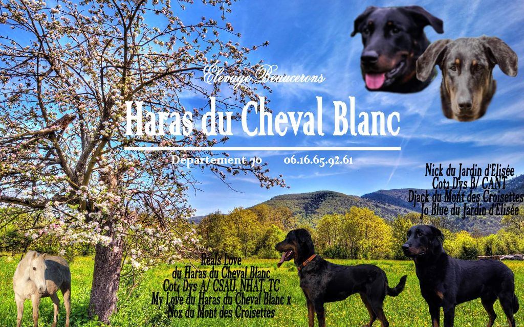 Du Haras Du Cheval Blanc - Réals Love et Nick