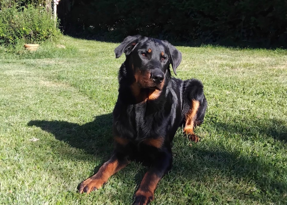 Chiot de Ti c ur & Varenne 2025
