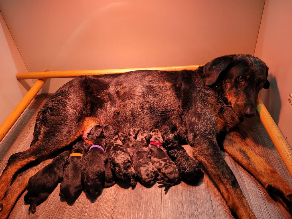 Chiot Berger de Beauce Du Haras Du Cheval Blanc