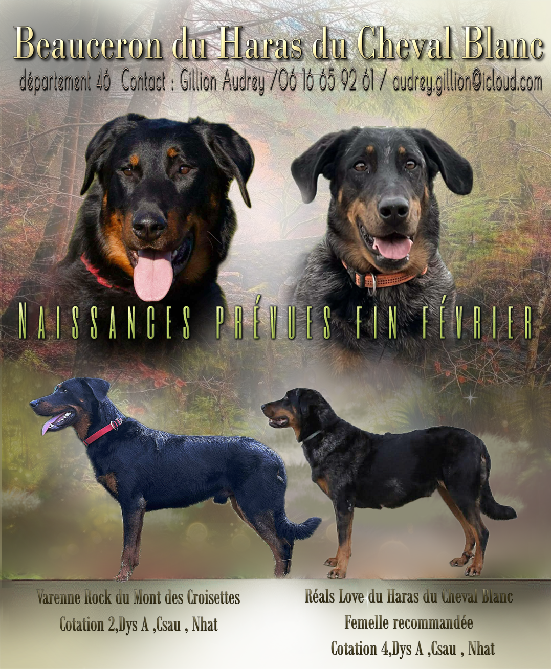 Chiot Berger de Beauce Du Haras Du Cheval Blanc