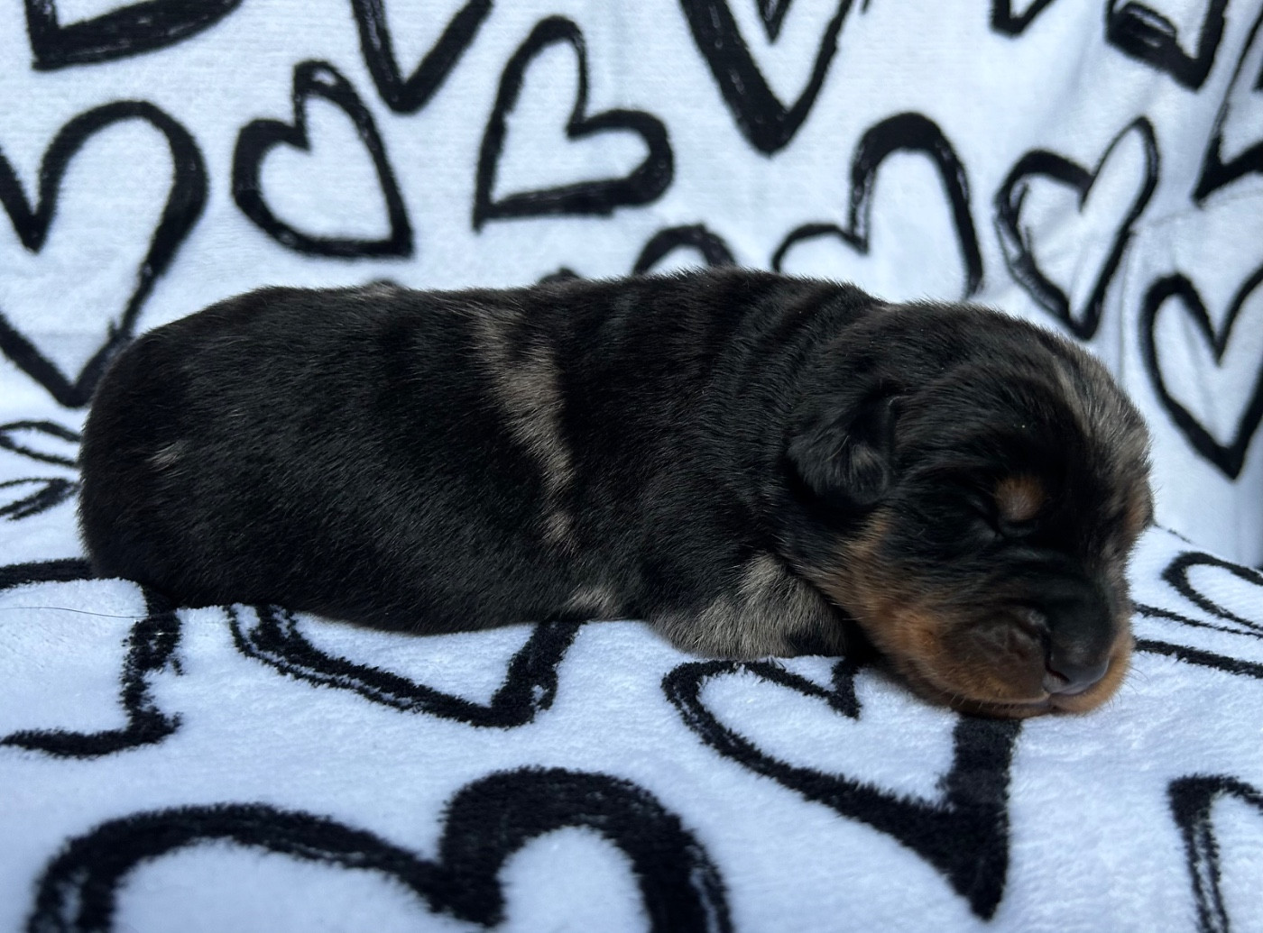 Du Haras Du Cheval Blanc - Chiots disponibles - Berger de Beauce