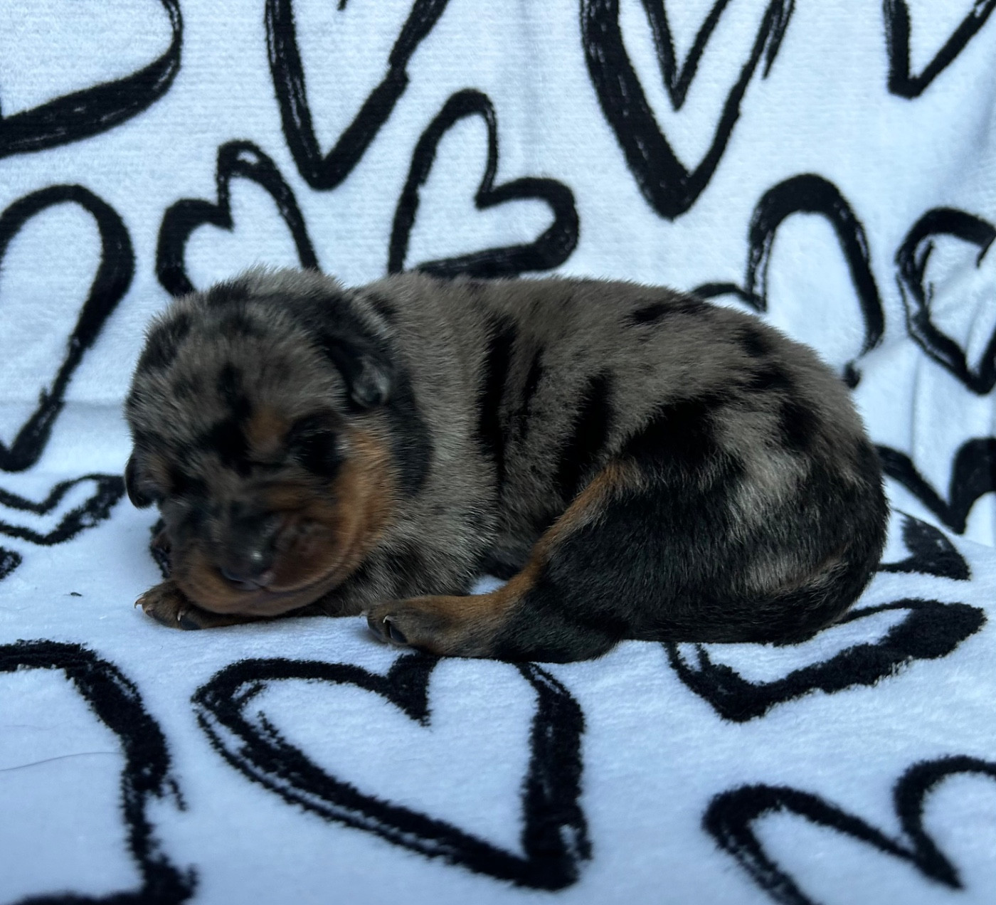 Du Haras Du Cheval Blanc - Chiots disponibles - Berger de Beauce