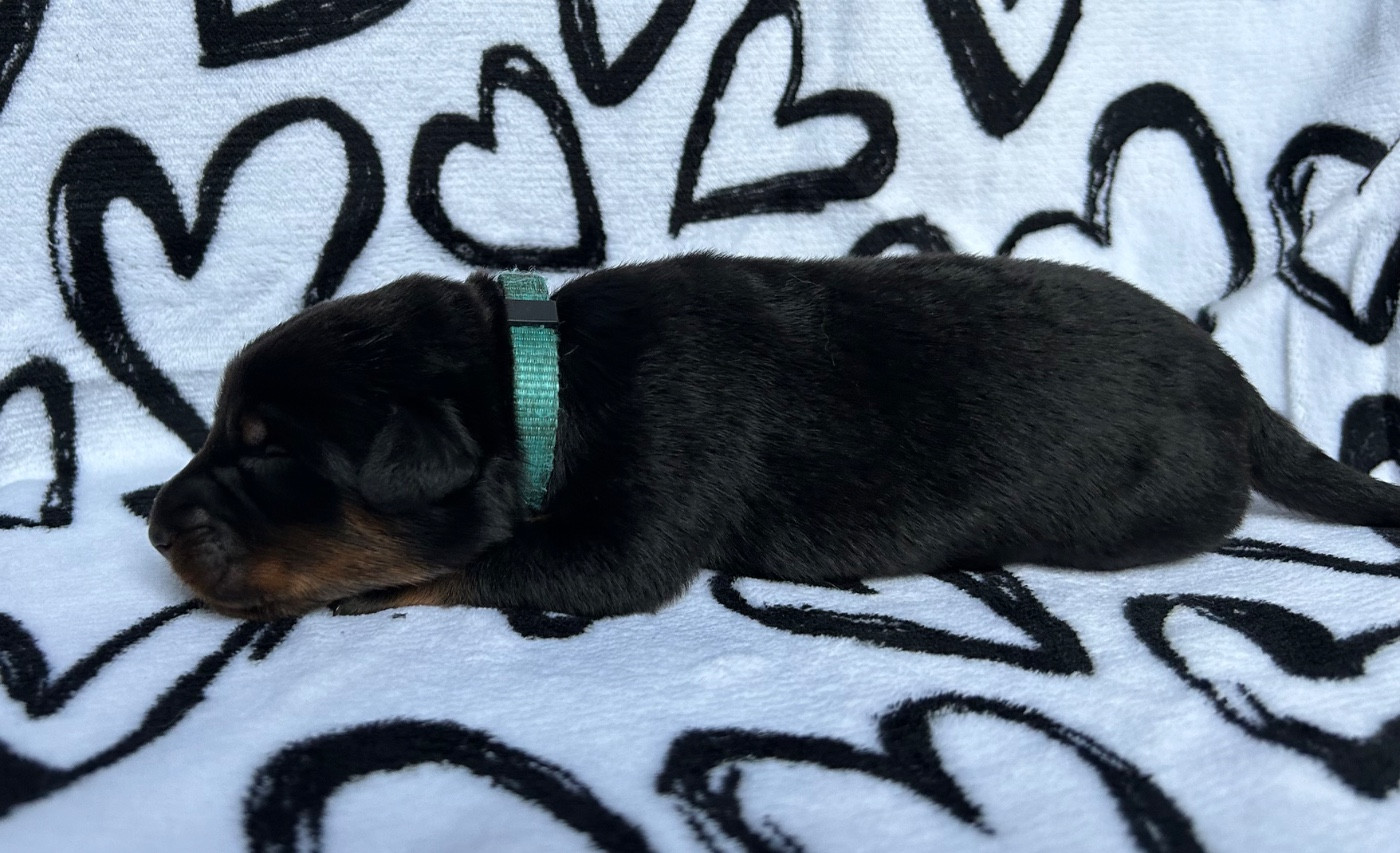 Du Haras Du Cheval Blanc - Chiots disponibles - Berger de Beauce