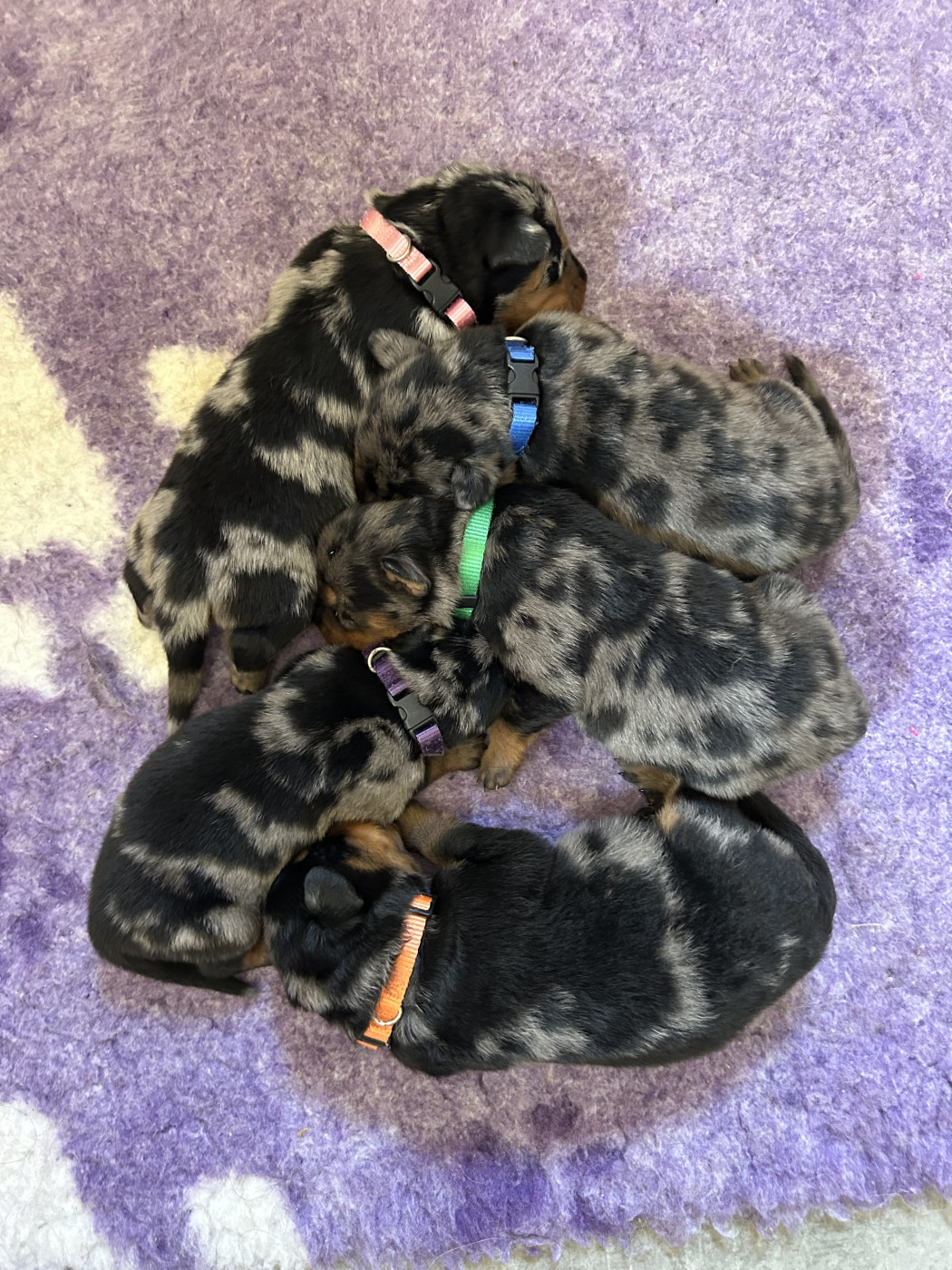 Chiot Berger de Beauce Du Haras Du Cheval Blanc