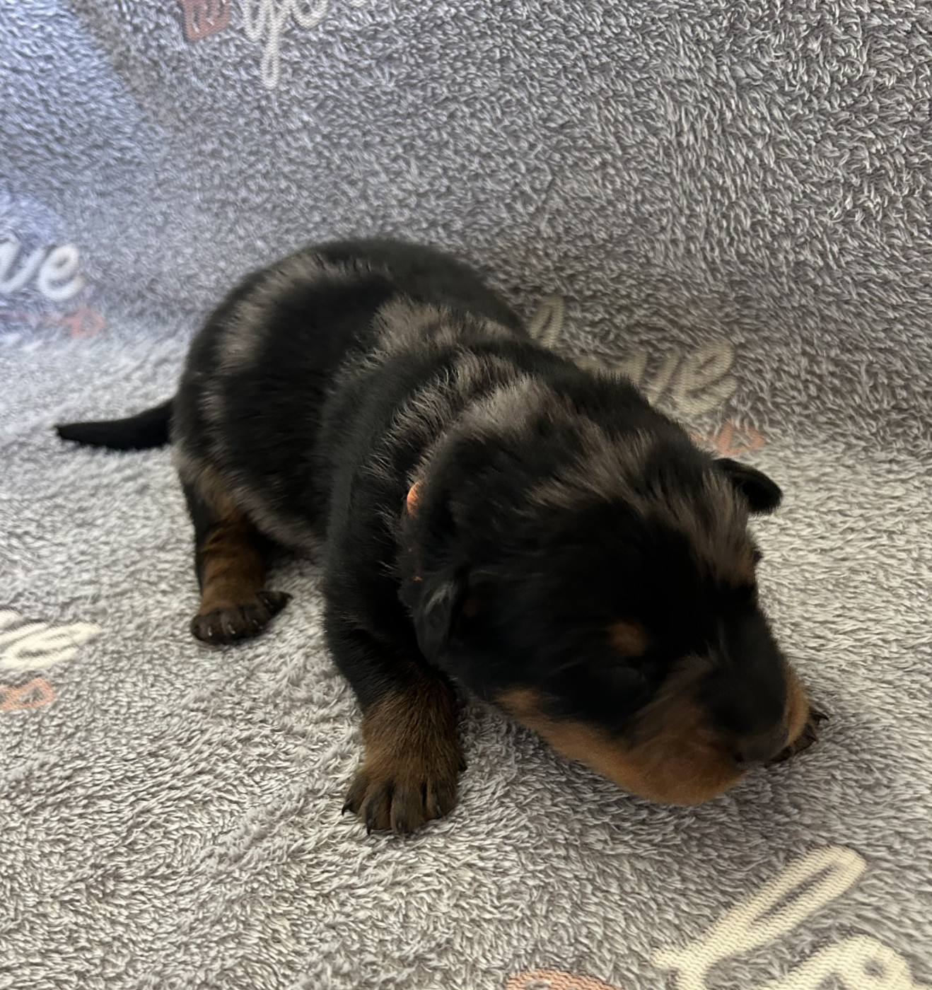 Du Haras Du Cheval Blanc - Chiots disponibles - Berger de Beauce