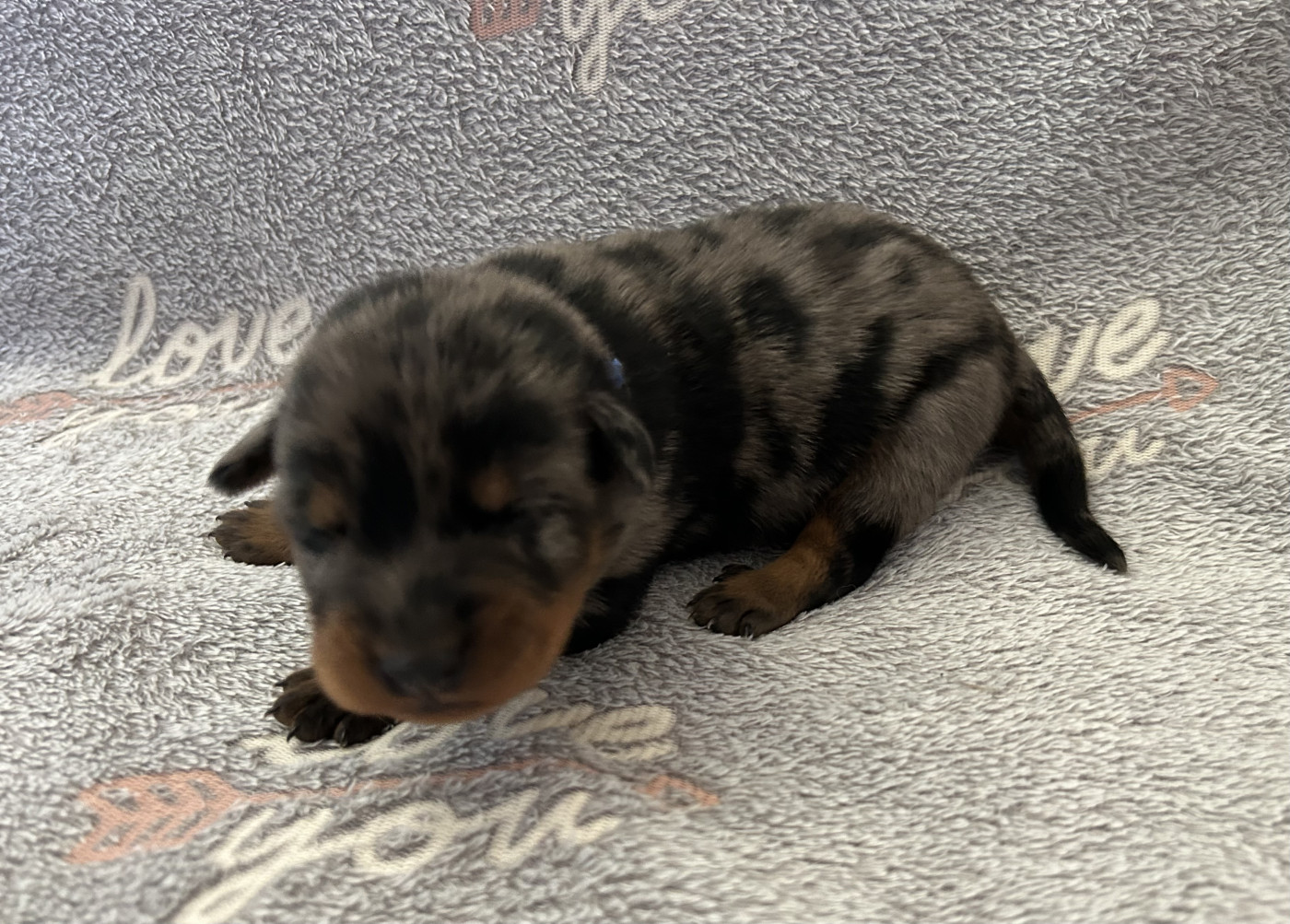 Du Haras Du Cheval Blanc - Chiots disponibles - Berger de Beauce