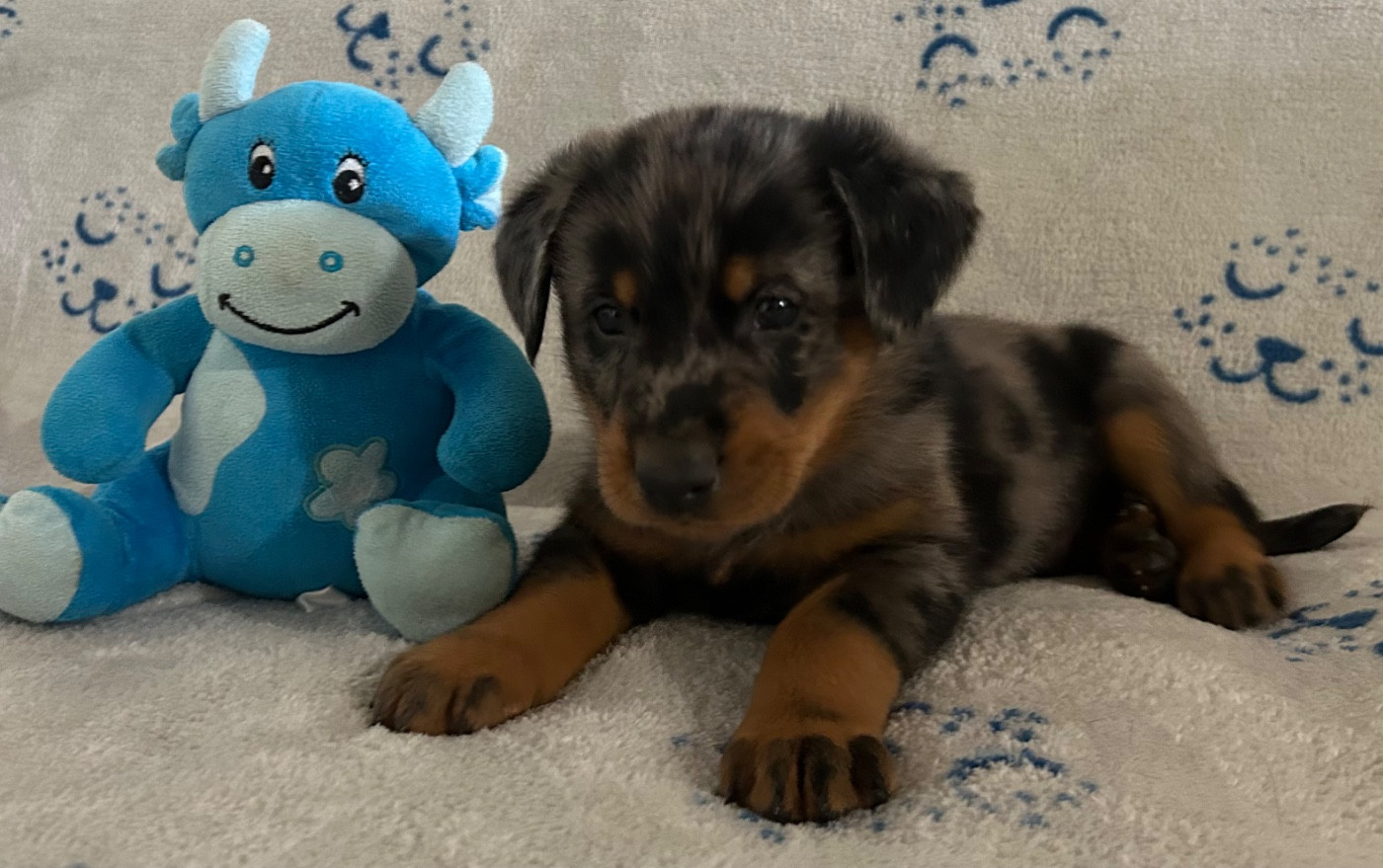 Du Haras Du Cheval Blanc - Chiots disponibles - Berger de Beauce