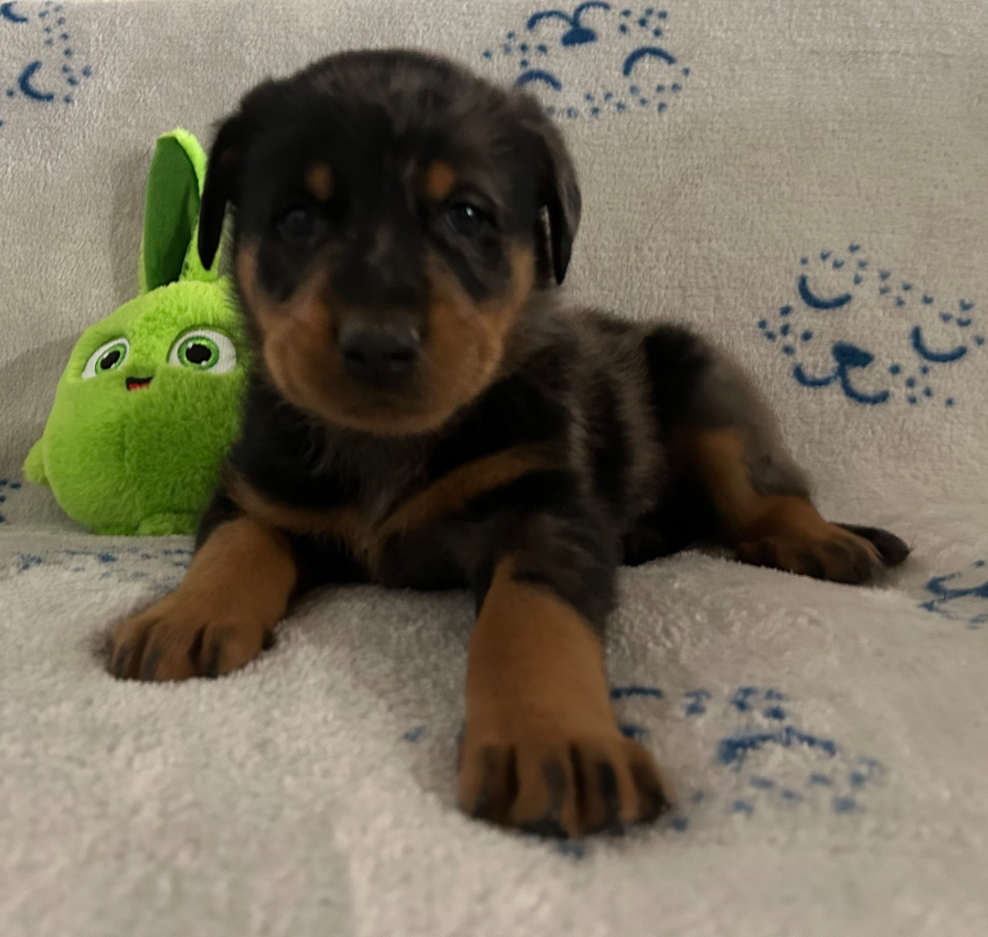 Du Haras Du Cheval Blanc - Chiots disponibles - Berger de Beauce