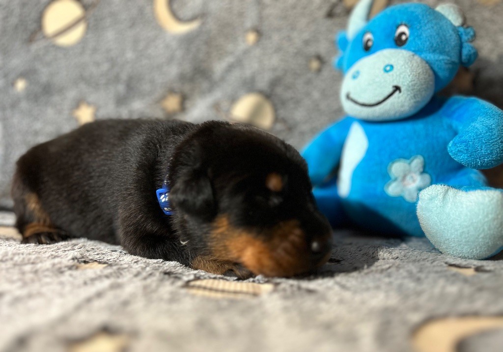 Du Haras Du Cheval Blanc - Chiots disponibles - Berger de Beauce