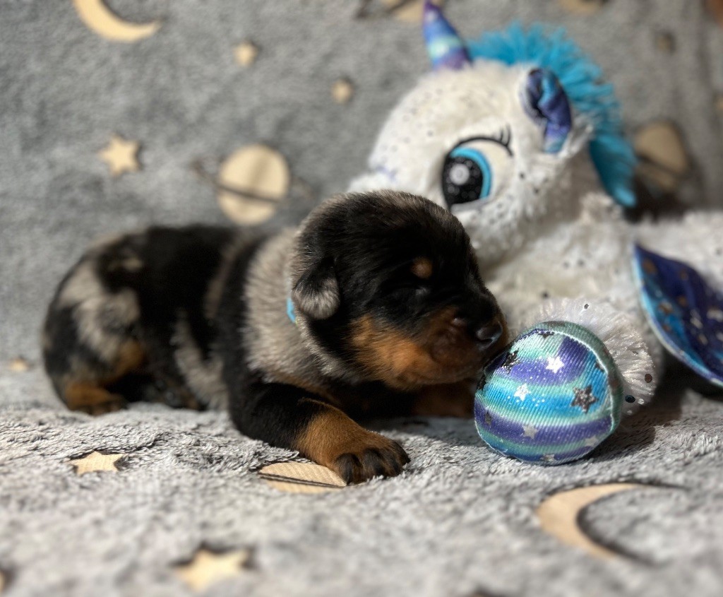 Du Haras Du Cheval Blanc - Chiots disponibles - Berger de Beauce
