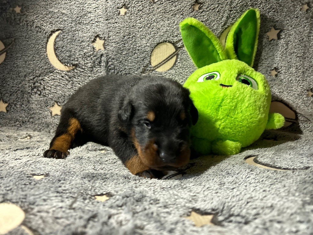 Du Haras Du Cheval Blanc - Chiots disponibles - Berger de Beauce