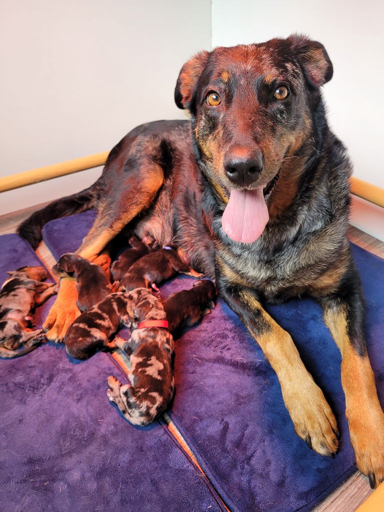 Chiot Berger de Beauce Du Haras Du Cheval Blanc