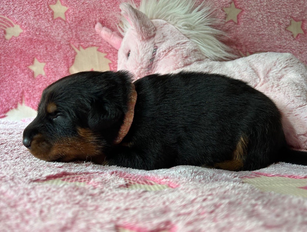 Du Haras Du Cheval Blanc - Chiots disponibles - Berger de Beauce