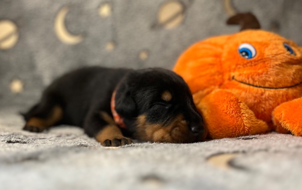 Du Haras Du Cheval Blanc - Chiots disponibles - Berger de Beauce