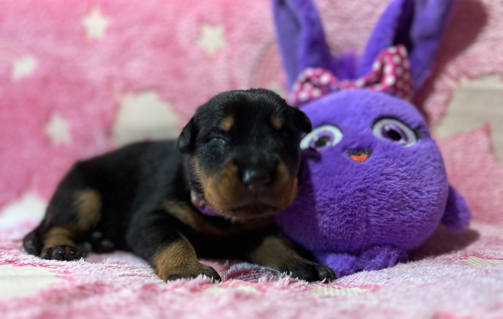 Du Haras Du Cheval Blanc - Chiots disponibles - Berger de Beauce