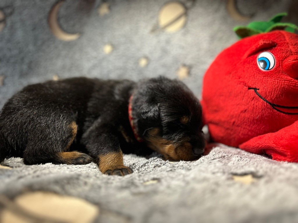 Du Haras Du Cheval Blanc - Chiots disponibles - Berger de Beauce